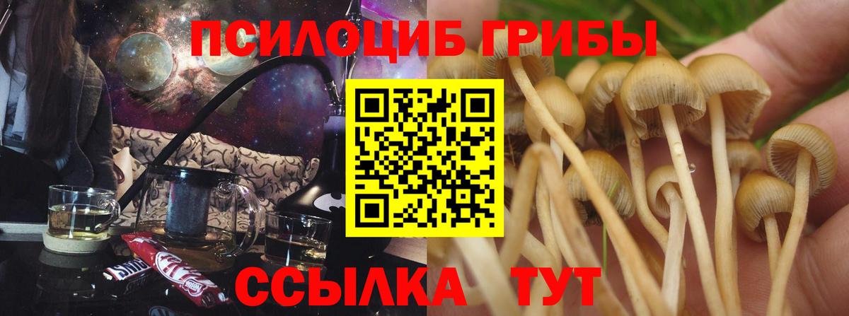 Псилоцибиновые грибы мицелий  Вход с VPN  Лесной 